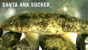 Santa Ana Sucker Fish