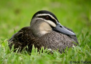 Picture of a duck