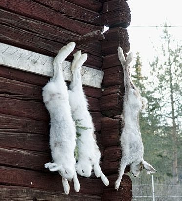 rabbits hung upside down