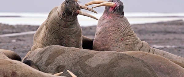 Walruses fighting